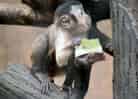 動物図鑑・フサオマキザルの写真 13